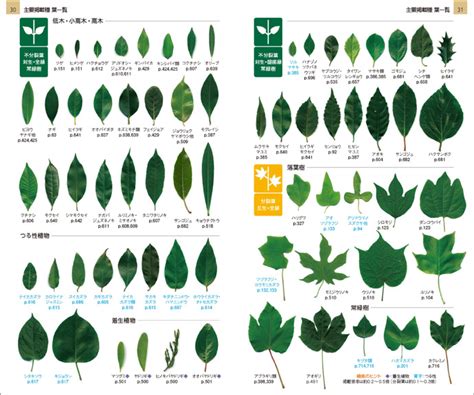 花樹種類|植木と庭木の代表種を徹底解説！【樹木の種類も紹介。